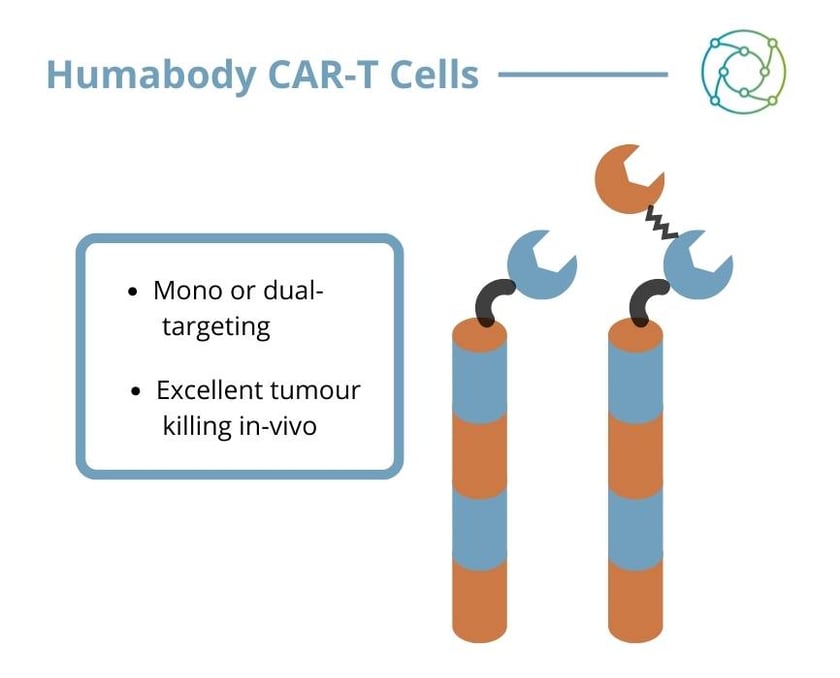 Humabody CAR-T cells, with the mono and dual-targeting proteins displayed.