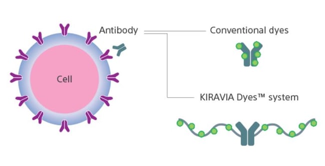 Structure of Kiravia Dyes on Sony and Astellas' new ADC