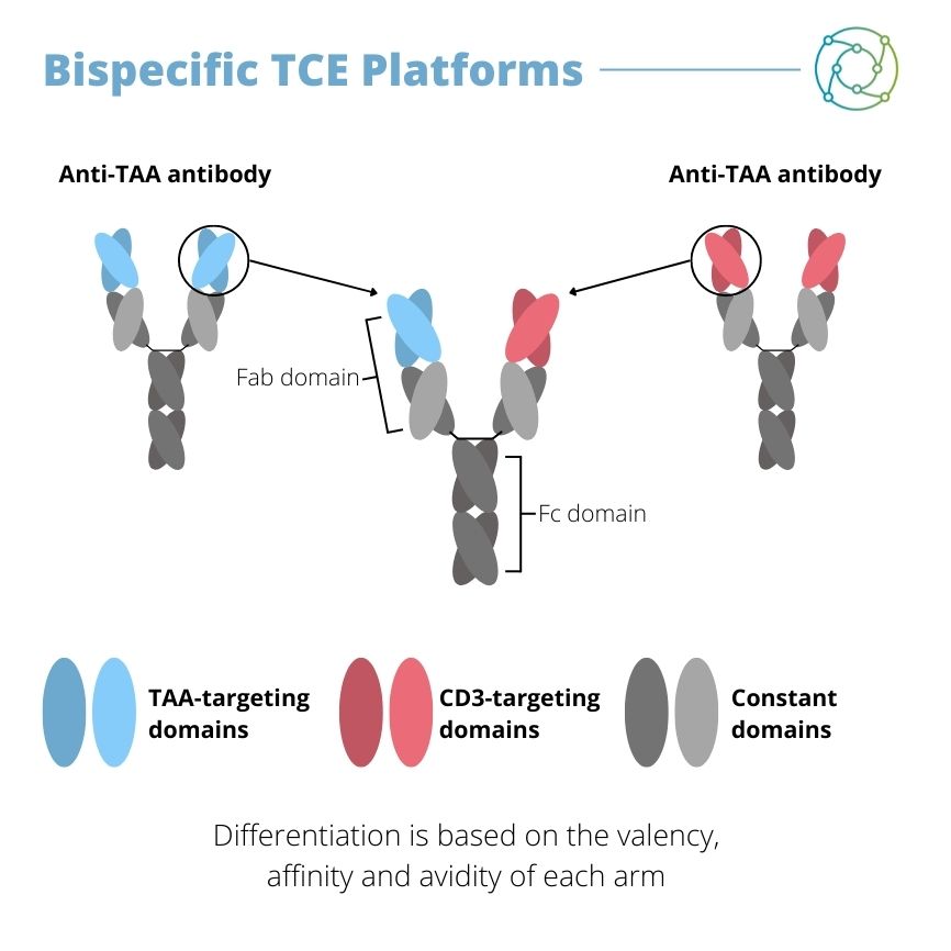 Bispecific T Cell Engagers And Synthetic Immunity: Circumventing Immune ...