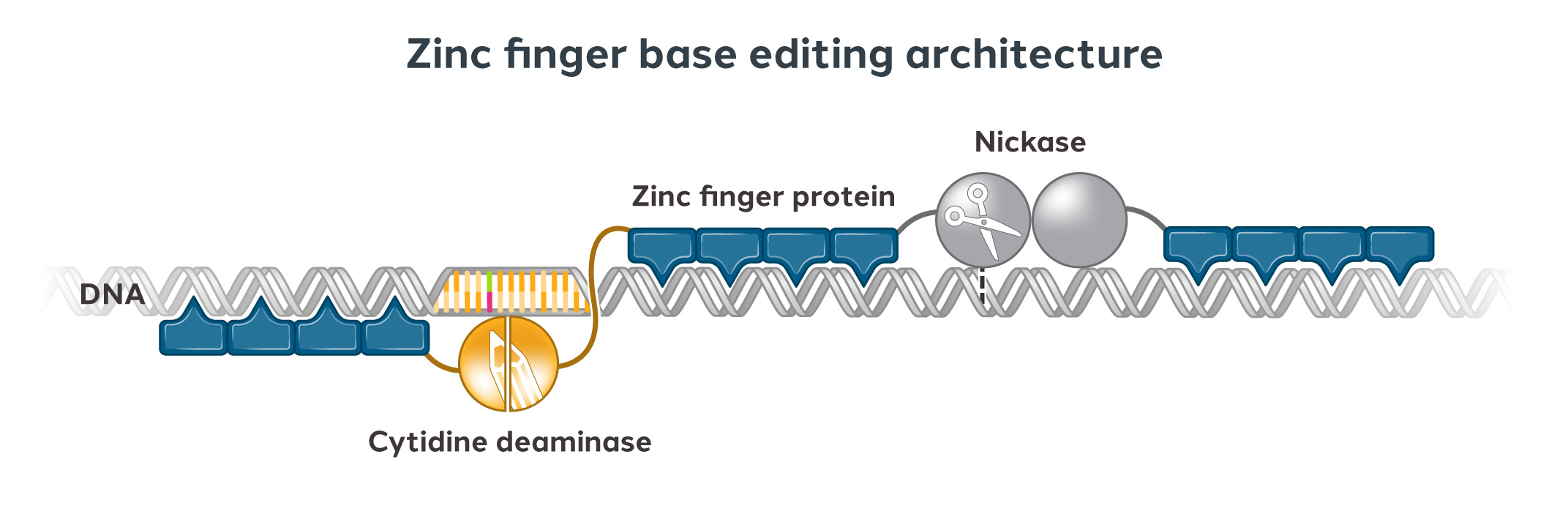 zinc-base-editing-architecture