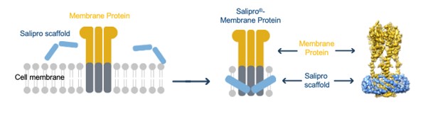 Reconstitution of membrane proteins into Salipro particles for antigen generation.