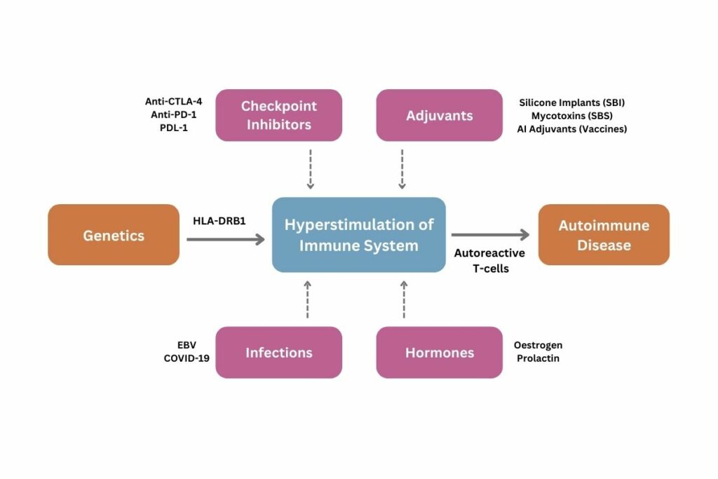 Hyperstimulation and autoimmunity 