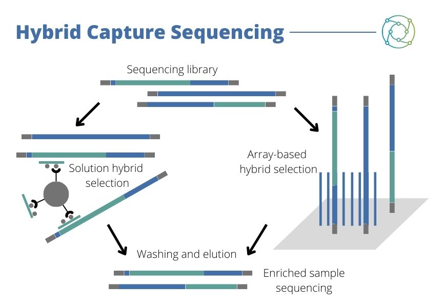 GOAL: Methodology underpinning hybrid capture sequencing.