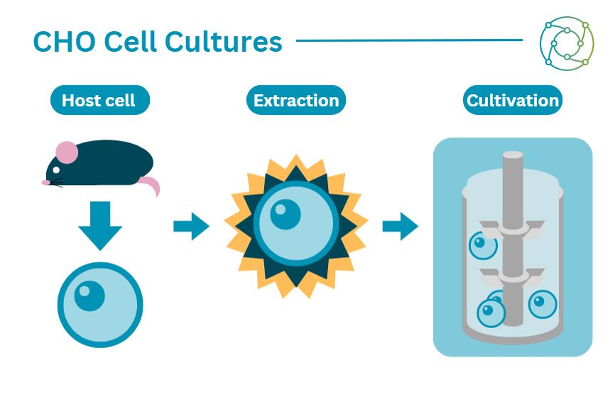 An overview of CHO cells and their functionality in cell lines.