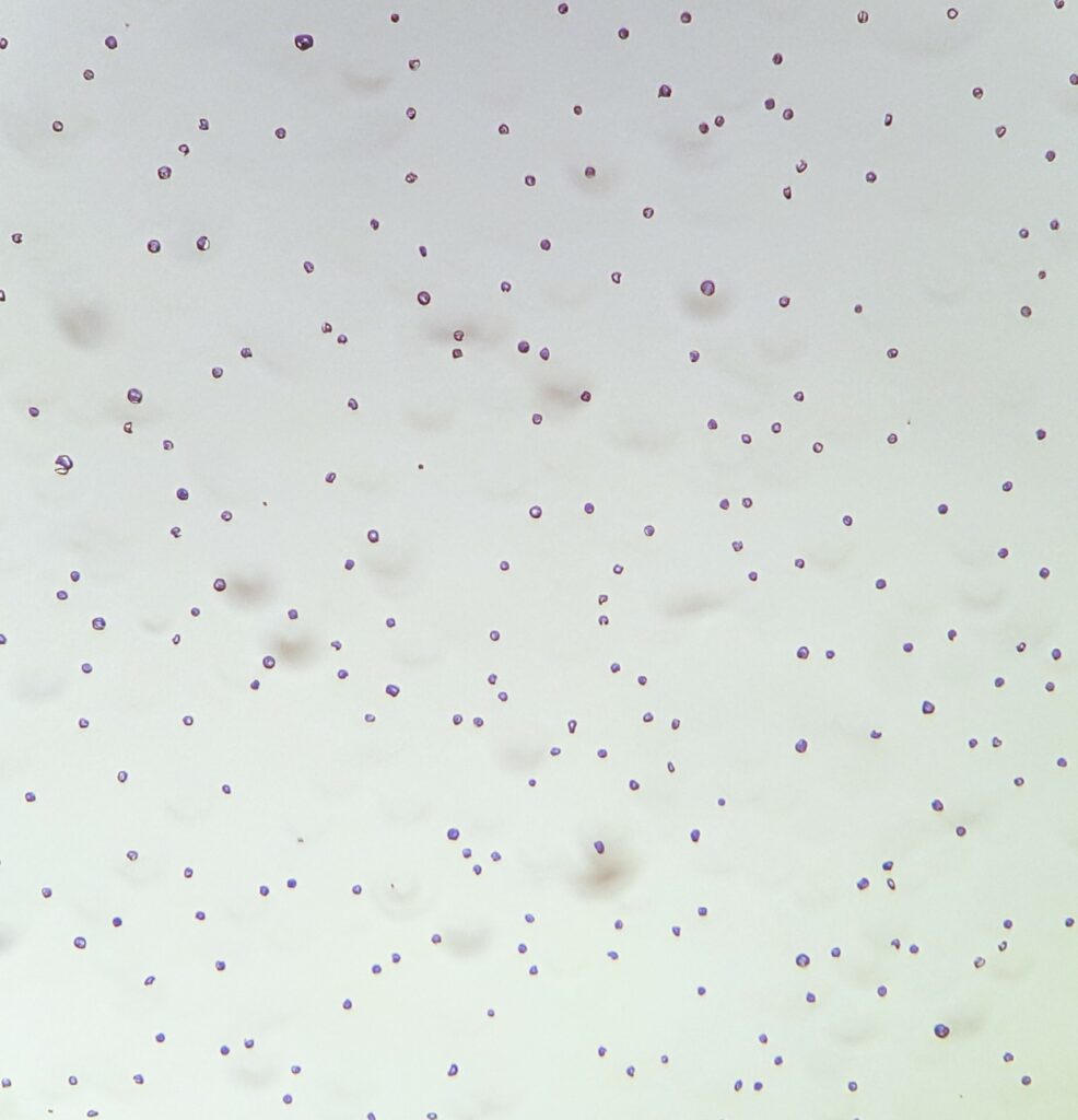 Monodisperse mannitol particles of 3-5 µm in size. Obtained with the 16 µm monodisperse droplet stimulated breakup nozzle dry powder inhalers device.