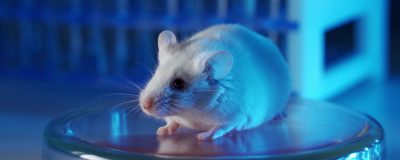 Using Mouse Models for Preclinical Immuno Oncology